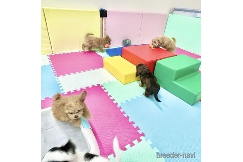 販売中の栃木県のミックス犬-394370の2枚目